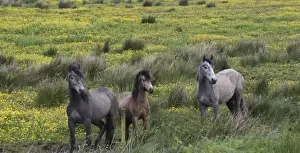 Marilyn Parver Prints: In Western Ireland three horses stand in a bright field of yellow wildflowers in