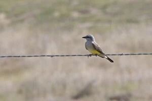 Images Dated 25th March 2007: Western Kingbird sits on barbed wire in central California