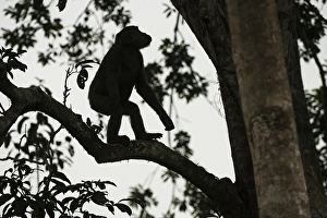 Gorilla Prints: Western lowland gorilla (Gorilla gorilla gorilla), Ngaga, Odzala - Kokoua National Park