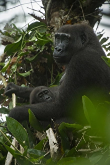 Images Dated 29th May 2013: Western lowland gorilla (Gorilla gorilla gorilla), Ngaga Odzala - Kokoua National Park