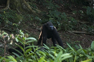 Images Dated 5th June 2013: Western lowland gorilla (Gorilla gorilla gorilla)