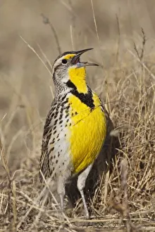 Oklahoma Prints: Western Meadowlark