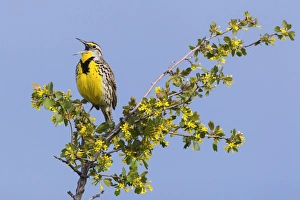 Territory Prints: Western Meadowlark Singing