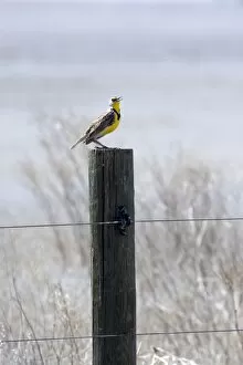 Images Dated 25th March 2007: Western Meadowlark sits on post in central California