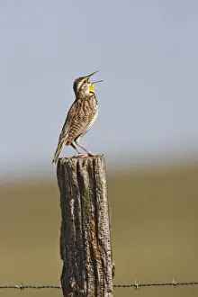 Fence Post Prints: Western Meadowlark (Sturnella neglecta) singing from the top of fence post in