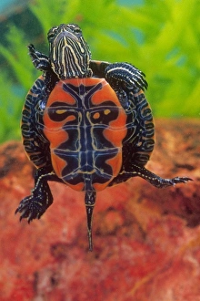 Chrysemys Prints: Western Painted Turtle, Chrysemys picta, Native to Mid West and Northern Western US