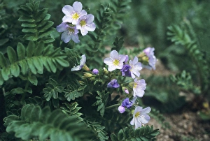 Wasatch Prints: Western Polemonium Jacobs Ladder, Wasatch Mountains, Uinta Wasatch Cache National Forest