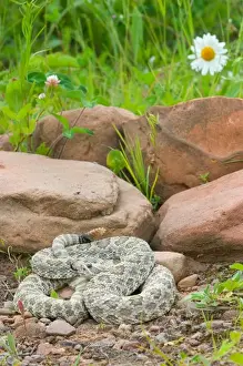 Western Prairie Rattlesnake coiled and ready to strike showing rattler, Crotalus v