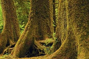 Damp Prints: Western Red Cedar; Hoh Rain Forest; Olympic National Park; Washington; USA