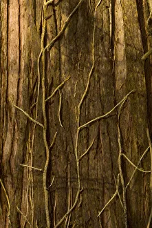 Images Dated 27th January 2007: Western red cedar, Thuja plicata, with dead English ivy, Hedera helix, Stanley Park