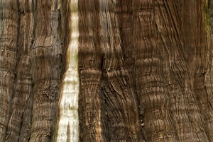 Plantae Prints: Western red cedar, Thuja plicata, Stanley Park, British Columbia