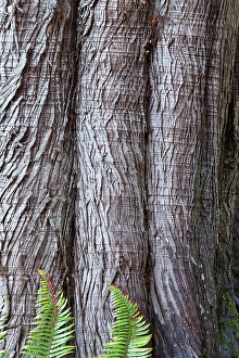 Images Dated 17th November 2024: Western red cedar tree bark close-up. Sword ferns at base