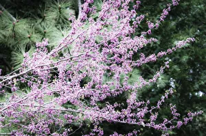 Images Dated 24th May 2011: Western Redbud (Cercis occidentalis), Yosemite National Park, California, USA