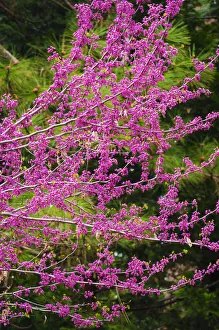 Western Redbud (Cercis occidentalis), Yosemite National Park, California, USA