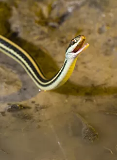 Images Dated 11th April 2008: Western Ribbon snake drinking water, Thamnophis proximus orarius, Coastal Texas