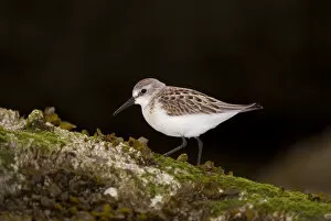 Images Dated 3rd August 2007: Western sandpiper, Calidris mauri, Stanley Park, British Columbia