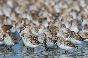 Animals Collection: Western sandpiper flock