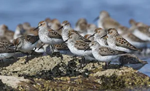 Shorebird Prints: Western sandpiper flock resting