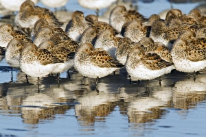 Images Dated 14th October 2017: Western Sandpipers, resting during migration
