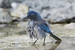 Images Dated 17th April 2006: Western Scrub-Jay, Aphelocoma californica, adult bathing in spring fed pond, Uvalde County