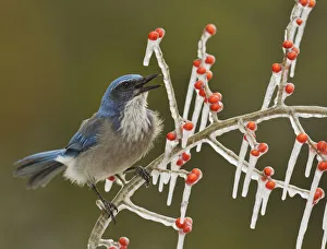 Berry Prints: Western Scrub-Jay (Aphelocoma californica)