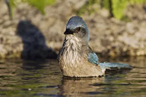 Images Dated 21st April 2006: Western Scrub-Jay, Aphelocoma californica