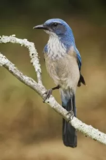 Images Dated 13th April 2006: Western Scrub-Jay, Aphelocoma californica, adult perched, Uvalde County, Hill Country
