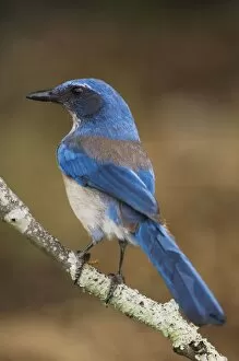 Images Dated 13th April 2006: Western Scrub-Jay, Aphelocoma californica, adult, Uvalde County, Hill Country, Texas