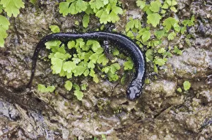 Images Dated 2nd April 2006: Western Slimy Salamander, Plethodon albagula, adult with fern, Uvalde County, Hill Country