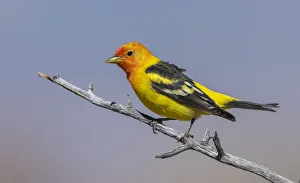 Western tanager