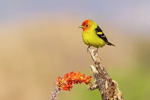 Images Dated 26th October 2022: Western Tanager male near Ocotillo cactus, Pima County, Arizona