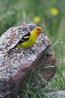 Western Tanager, Piranga ludoviciana, adult male with prey, Rocky Mountain National Park
