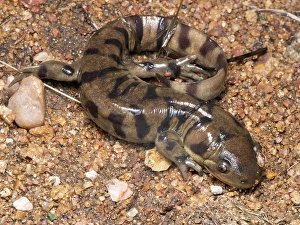 Images Dated 27th June 2024: Western tiger salamander, Colorado, Usa