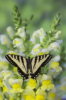 Stripes Prints: Western Tiger Swallowtail Butterfly, Papilio rutulus