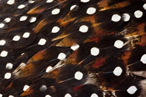 Western Tragopan feather design and pattern