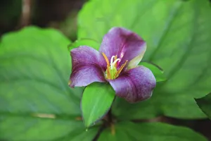 Prints of Western white trillium, Redwood National and State Parks, California Images Dated 2019 January: Western white trillium, Redwood National and State Parks, California