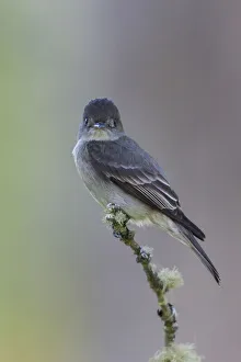 Western wood-pewee