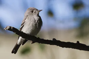 Western wood-pewee