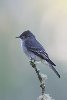 Western wood-pewee, flycatcher