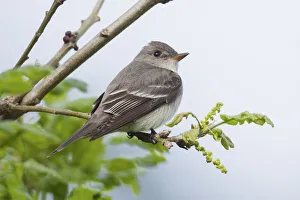 Images Dated 21st June 2021: Western wood-pewee, flycatcher