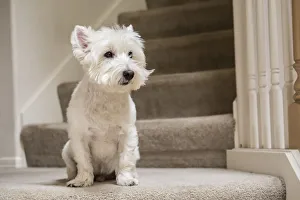 Room Prints: Westie sitting by the stairs. (PR)