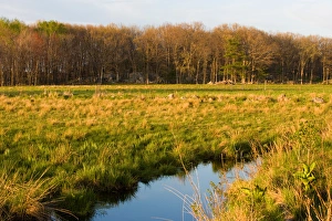 Images Dated 12th August 2015: The wet grasslands of the Common Pasture in Newburyport, MA