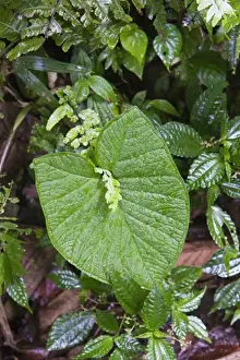 Rainy Prints: Wet plants on the floor of the jungle in the Monteverde Cloud Forest Reserve in Selvatura