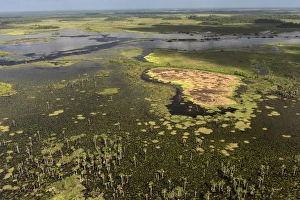 Guyana Prints: Wetland MMA, Abari Swamps, Mahaica Miconi Abari, GUYANA