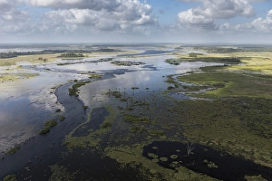 Guyana Prints: Wetland MMA, Abari Swamps, Mahaica Miconi Abari, GUYANA