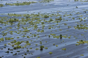 Wetland Shell Beach North GUYANA South America