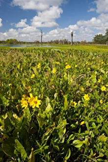 Images Dated 20th October 2010: Wetland sunflowers and emergant aquatic flora at Brazos Bend State Park marsh, Texas