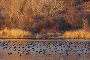 Nature Prints: Wetland sunset
