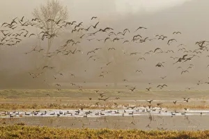 Images Dated 1st December 2011: Wetlands at sunrise
