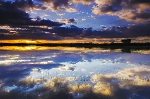 Golden Prints: Wetlands at sunrise, Bosque del Apache National Wildlife Refuge, New Mexico